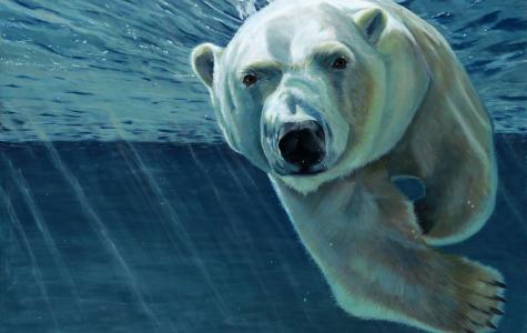 The Polar Bear - Memory Roth